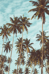 Fototapeta na wymiar Coconut palm trees on tropical beach vintage nostalgic film color filter stylized and toned