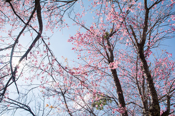 SAKURA , Amazing pink flowers (sky background)