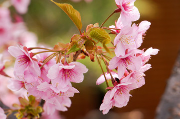 河津桜と若葉