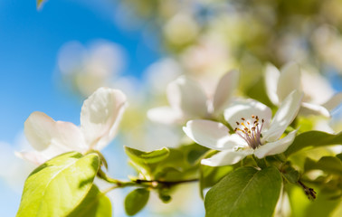 Spring. Blossoming tree brunch with white flowers
