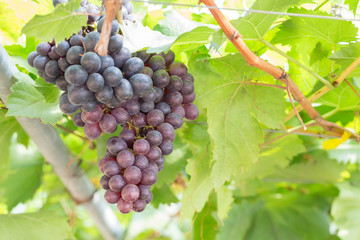 Black Grapes in the vineyard