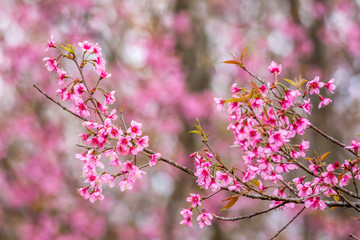 Branch of Wild Himalayan Cherry