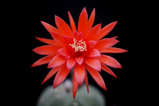 Fototapeta Cactus flower : Matucana madisoniorum in bloom isolated on a black background