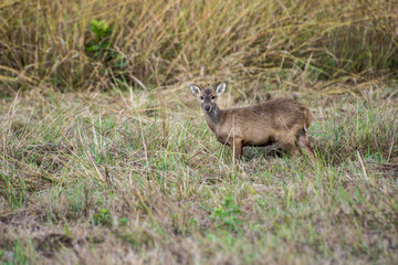 Wild deer