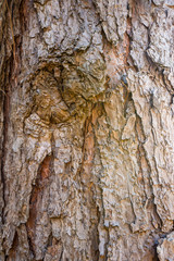 Texture of pine tree