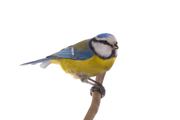 Eurasian Blue Tit