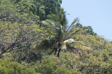 Guyane - Iles du Salut - Oct 2015