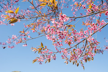 SAKURA , Amazing pink flowers (sky background)