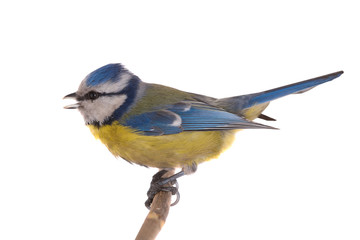 Naklejka premium Eurasian Blue Tit