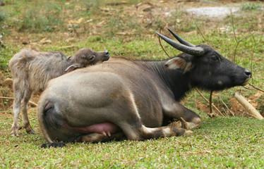 Water buffalo and calf resting with love