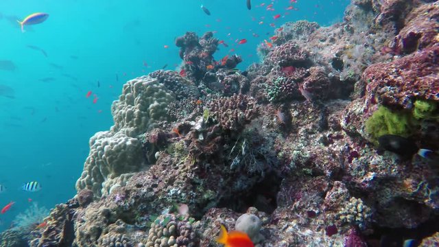 ein farbenfrohes Riff mit vielen verschiedenen bunten Fischen