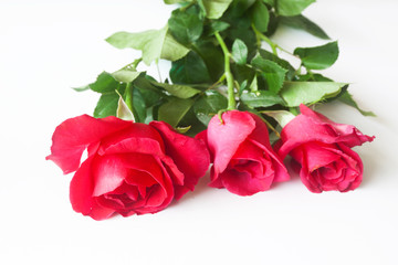 Red rose isolated on white background.