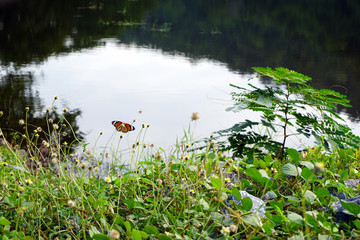 landscape, Beautiful butterfly on wild flowers and green grass on rocky shores of mountain river