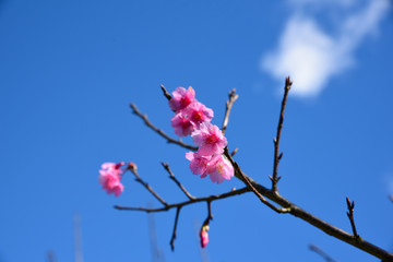 Closed-up Wild Himalayan Cherry blossom