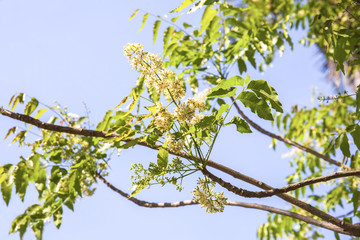 Neem tree