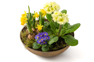 Blumenschale mit Frühlingsblumen