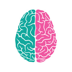 Colored left and right sides of the human brain illustration