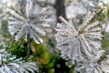 Christmas tree branch with needles in the frost