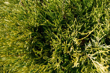 Beautiful landscaping in home garden.