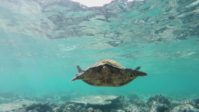 hinter einer Schildkröte schwimmen