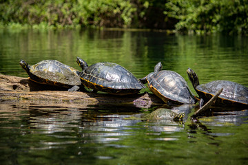 Fototapeta premium Relaxing