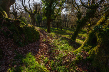 Centennial oaks covered with moss