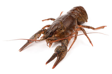 crayfish on a white background
