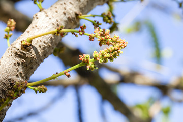 Young star gooseberry