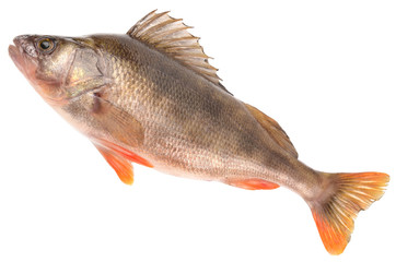bass fish on white background