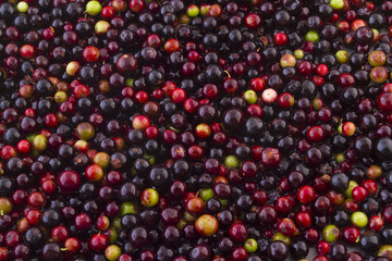Fruits of wild grapes on different backgrounds (Vaccinium meridionale)