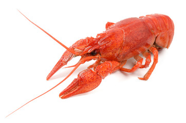 crayfish on a white background