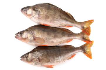 bass fish on white background