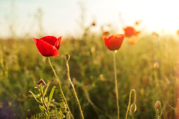 Beautiful poppy flowers on green field.