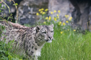 Panthère des neiges