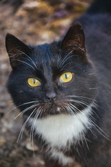 Black and white cat in yard