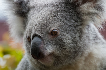 Koala en gros plan