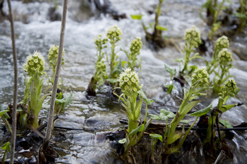 Ligularia sibirica in waterfall