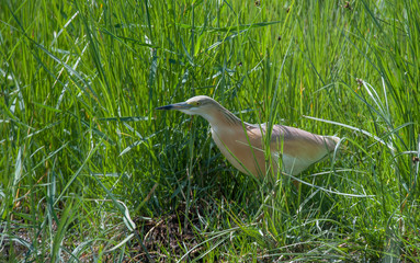 kestrel hided in the plants