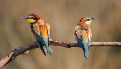 couple of bee-eaters on a stick