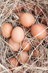 Fresh egg from chicken farm
