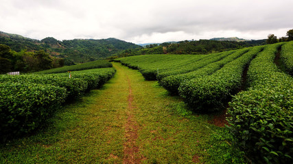 Fototapeta na wymiar Tea farm, Chiang rai