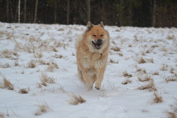 Eurasier