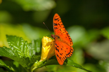 Wild Butterflies in Saint Martin