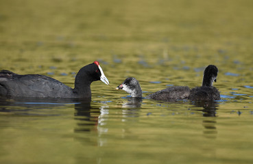 One-month-old red-knobbed coot chicks with parent