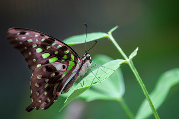 Wild Butterflies in Saint Martin