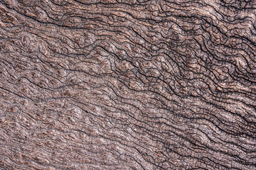 Texture of old stump wood