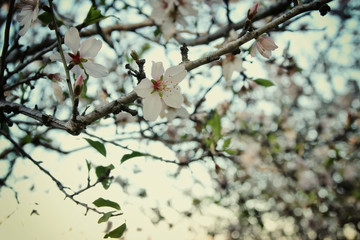background of spring white cherry blossoms tree