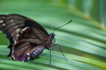 Wild Butterflies in Saint Martin