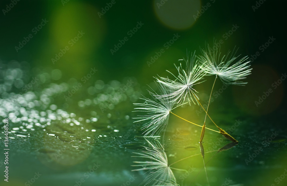 Aufkleber seeds dandelion mirror reflection on dark green background and drops dew sparkle with a beautiful go