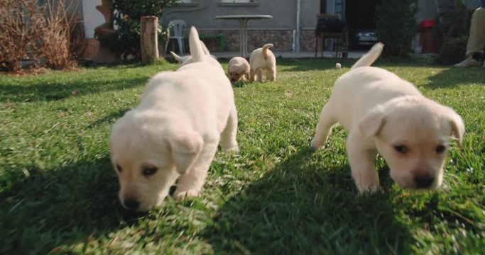 labrador retriever puppies in the farm yard for a walk on a Sunny day,slow motion